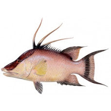 Captain Chappy Fishing Tackle: Hogballs, Jigheads and More – CaptainChappy